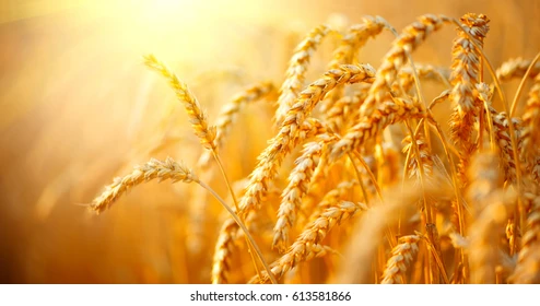 Wheat Crop
